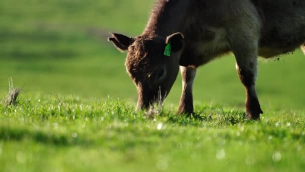 スタッド アンガス マレー グレイ 酪農牛 牛が畑の草や牧草地で放牧されています オーストラリアの農業農場で栽培されています — ストック動画
