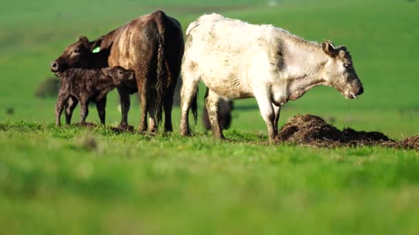 Жеребец Ангус Вагью Мюррей Грей Молочные Говяжьи Коровы Быки Пасутся — стоковое видео