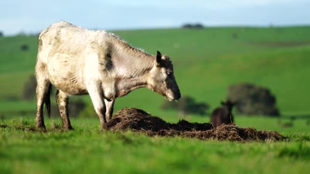 Gestüt Angus Wagyu Murray Grey Milch Und Rindvieh Kühe Und — Stockvideo