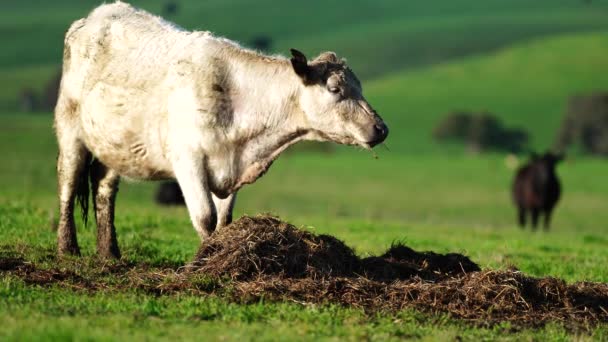 Gestüt Angus Wagyu Murray Grey Milch Und Rindvieh Kühe Und — Stockvideo