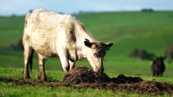 Stadnina Angus Wagyu Murray Grey Krowy Byki Mleczne Wołowe Wypasane — Wideo stockowe