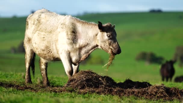 Hřebec Angus Wagyu Murray Grey Mléčné Hovězí Krávy Býci Pasoucí — Stock video