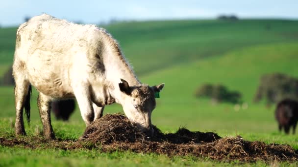 Hřebec Angus Wagyu Murray Grey Mléčné Hovězí Krávy Býci Pasoucí — Stock video