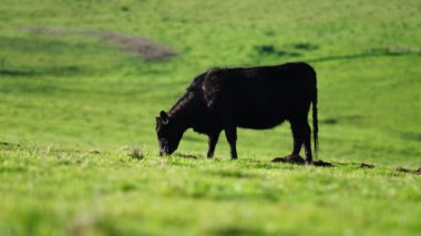Aygır Angus, wagyu, Murray Grey, Süt ve sığır İnekleri ve bir tarlada otlayan boğalar. Avustralya 'da bir tarım çiftliğinde yetiştirilen hayvanlar organik ve serbest..