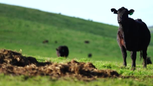 种马的安格斯 马车雨 穆雷灰色 奶牛和牛群在草地和牧场上吃草 这些动物是有机和自由的 生长在澳大利亚的一个农场里 — 图库视频影像