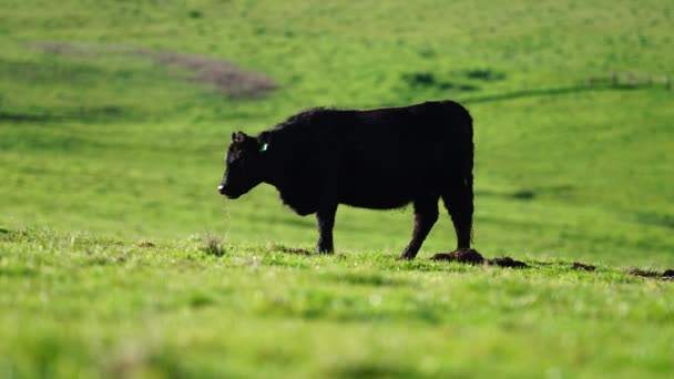 Stud Angus Wagyu Murray Grey Dairy Beef Cows Bulls 들판에서 — 비디오