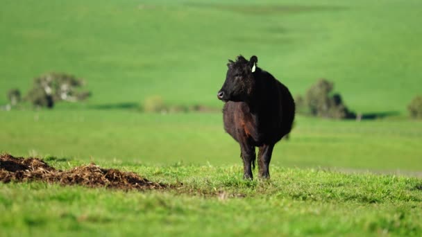 Stud Angus Wagyu Murray Grey Lait Boeuf Vaches Taureaux Broutant — Video