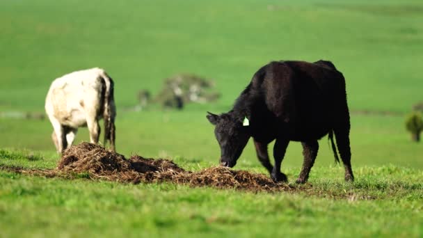 Hřebec Angus Wagyu Murray Grey Mléčné Hovězí Krávy Býci Pasoucí — Stock video