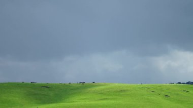 Aygır Angus, wagyu, Murray Grey, Süt ve sığır İnekleri ve bir tarlada otlayan boğalar. Avustralya 'da bir tarım çiftliğinde yetiştirilen hayvanlar organik ve serbest..