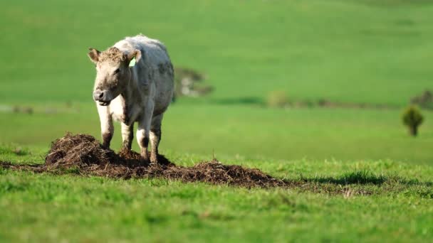 Stud Angus Wagyu Murray Grey Dairy Beef Cows Bulls Grazing — Stock Video