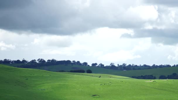 Stud Angus Wagyu Murray Grey Lait Boeuf Vaches Taureaux Broutant — Video