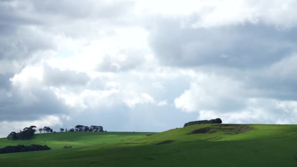 Stud Angus Wagyu Murray Grey Lait Boeuf Vaches Taureaux Broutant — Video