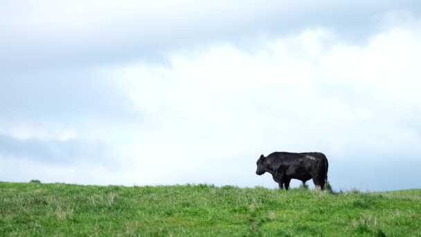 Stud Angus Wagyu Murray Grey Lait Boeuf Vaches Taureaux Broutant — Video