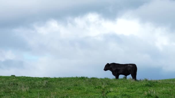 Stud Angus Wagyu Murray Cinza Laticínios Vaca Vacas Touros Pastando — Vídeo de Stock