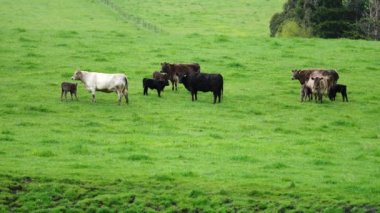 Aygır Angus, wagyu, Murray Grey, Süt ve sığır İnekleri ve bir tarlada otlayan boğalar. Avustralya 'da bir tarım çiftliğinde yetiştirilen hayvanlar organik ve serbest..