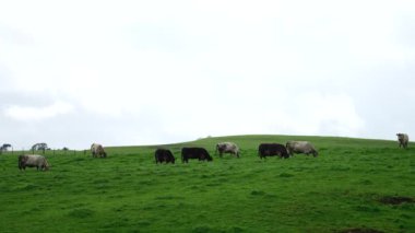 Aygır Angus, wagyu, Murray Grey, Süt ve sığır İnekleri ve bir tarlada otlayan boğalar. Avustralya 'da bir tarım çiftliğinde yetiştirilen hayvanlar organik ve serbest..