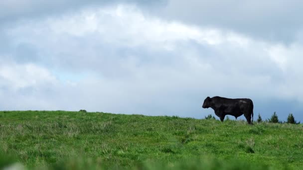 Stud Angus Wagyu Murray Grey Dairy Beef Cows Bulls Grazing — Stock Video