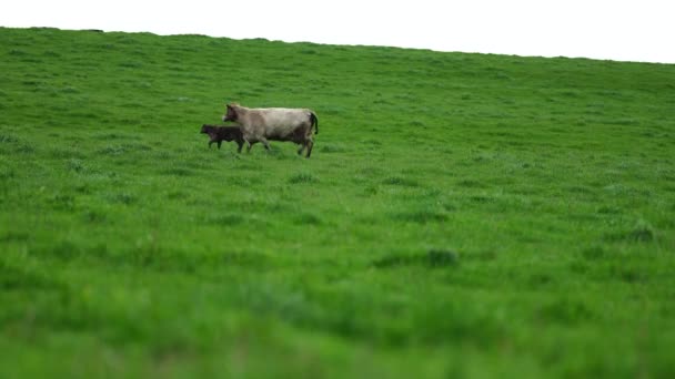 Hřebec Angus Wagyu Murray Grey Mléčné Hovězí Krávy Býci Pasoucí — Stock video