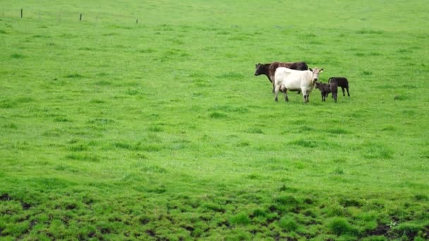 Stud Angus Wagyu Murray Grey Dairy Beef Koeien Stieren Grazen — Stockvideo