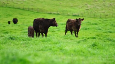 Aygır Angus, wagyu, Murray Grey, Süt ve sığır İnekleri ve bir tarlada otlayan boğalar. Avustralya 'da bir tarım çiftliğinde yetiştirilen hayvanlar organik ve serbest..