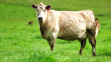 Aygır Angus, wagyu, Murray Grey, Süt ve sığır İnekleri ve bir tarlada otlayan boğalar. Avustralya 'da bir tarım çiftliğinde yetiştirilen hayvanlar organik ve serbest..