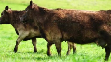 Aygır Angus, wagyu, Murray Grey, Süt ve sığır İnekleri ve bir tarlada otlayan boğalar. Avustralya 'da bir tarım çiftliğinde yetiştirilen hayvanlar organik ve serbest..