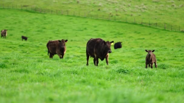 Hřebec Angus Wagyu Murray Grey Mléčné Hovězí Krávy Býci Pasoucí — Stock video