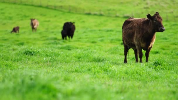 Aygır Angus Wagyu Murray Grey Süt Sığır Nekleri Bir Tarlada — Stok video