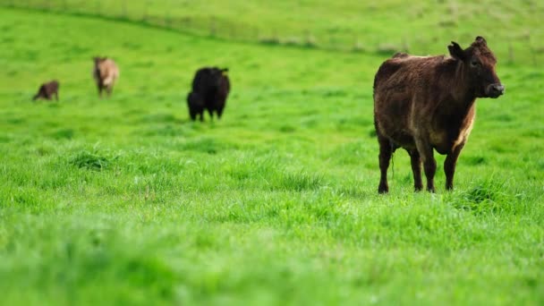 Stud Angus Wagyu Murray Szürke Tej Marhahús Tehenek Bikák Legelésznek — Stock videók