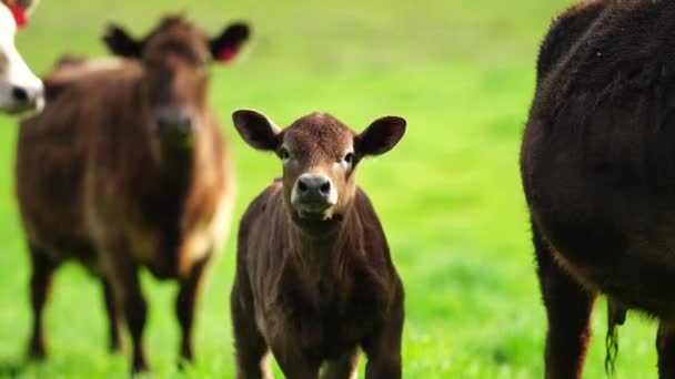 Жеребец Ангус Вагью Мюррей Грей Молочные Говяжьи Коровы Быки Пасутся — стоковое видео