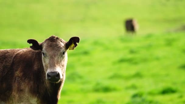 Stud Angus Wagyu Murray Grey Lácteos Carne Vacuno Vacas Toros — Vídeos de Stock