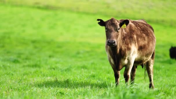 Stud Angus Wagyu Murray Grey Lácteos Carne Vacuno Vacas Toros — Vídeos de Stock