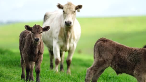 Hřebec Angus Wagyu Murray Grey Mléčné Hovězí Krávy Býci Pasoucí — Stock video