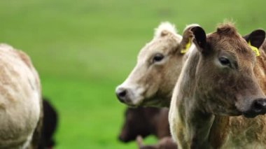 Aygır Angus, wagyu, Murray Grey, Süt ve sığır İnekleri ve bir tarlada otlayan boğalar. Avustralya 'da bir tarım çiftliğinde yetiştirilen hayvanlar organik ve serbest..