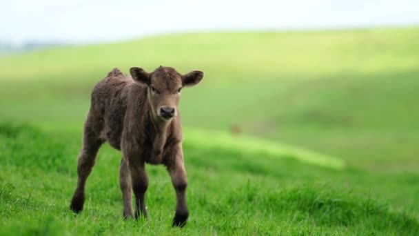 Stud Angus Wagyu Murray Grey Lácteos Carne Vacuno Vacas Toros — Vídeo de stock
