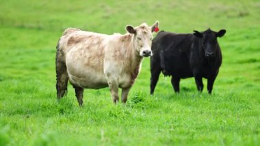 Aygır Angus, wagyu, Murray Grey, Süt ve sığır İnekleri ve bir tarlada otlayan boğalar. Avustralya 'da bir tarım çiftliğinde yetiştirilen hayvanlar organik ve serbest..