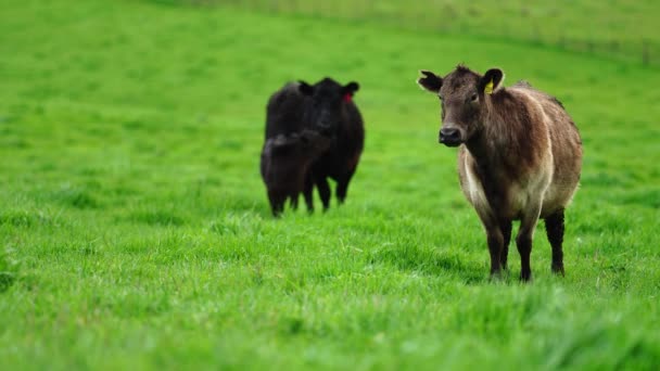 Stud Angus Wagyu Murray Grey Dairy Beef Cows Bulls 들판에서 — 비디오