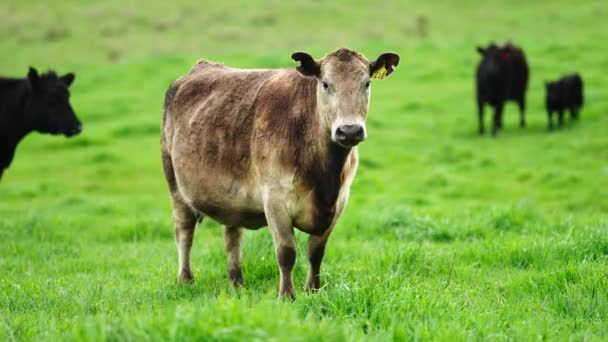 Stadnina Angus Wagyu Murray Grey Krowy Byki Mleczne Wołowe Wypasane — Wideo stockowe