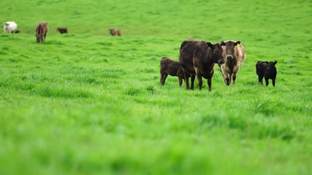 Stud Angus Wagyu Murray Grey Lácteos Carne Vacuno Vacas Toros — Vídeos de Stock