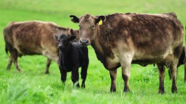 Aygır Angus, wagyu, Murray Grey, Süt ve sığır İnekleri ve bir tarlada otlayan boğalar. Avustralya 'da bir tarım çiftliğinde yetiştirilen hayvanlar organik ve serbest..
