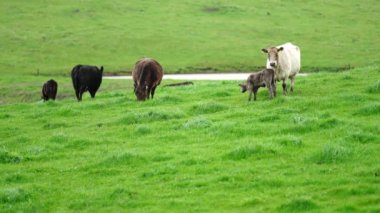 Aygır Angus, wagyu, Murray Grey, Süt ve sığır İnekleri ve bir tarlada otlayan boğalar. Avustralya 'da bir tarım çiftliğinde yetiştirilen hayvanlar organik ve serbest..