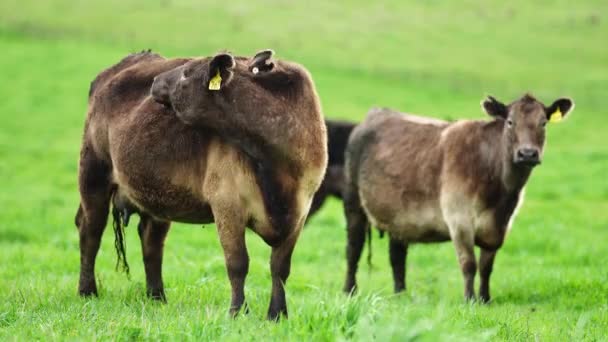 Stud Angus Wagyu Murray Grey Vacche Latte Manzo Tori Pascolo — Video Stock