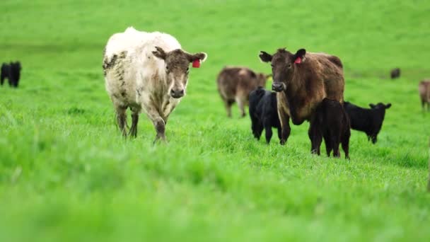 Stud Angus Wagyu Murray Grey Lait Boeuf Vaches Taureaux Broutant — Video