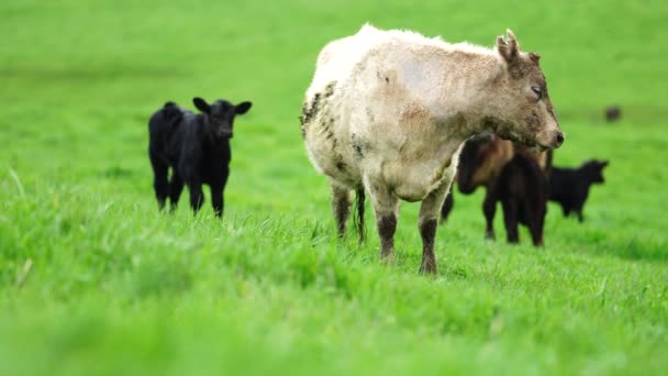 Stud Angus Wagyu Murray Grey Lácteos Carne Vacuno Vacas Toros — Vídeos de Stock