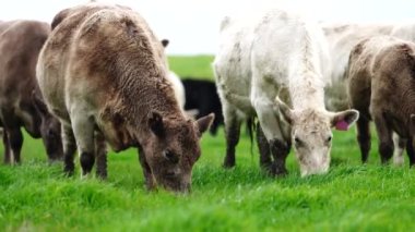 Aygır Angus, wagyu, Murray Grey, Süt ve sığır İnekleri ve bir tarlada otlayan boğalar. Avustralya 'da bir tarım çiftliğinde yetiştirilen hayvanlar organik ve serbest..
