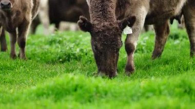 Aygır Angus, wagyu, Murray Grey, Süt ve sığır İnekleri ve bir tarlada otlayan boğalar. Avustralya 'da bir tarım çiftliğinde yetiştirilen hayvanlar organik ve serbest..