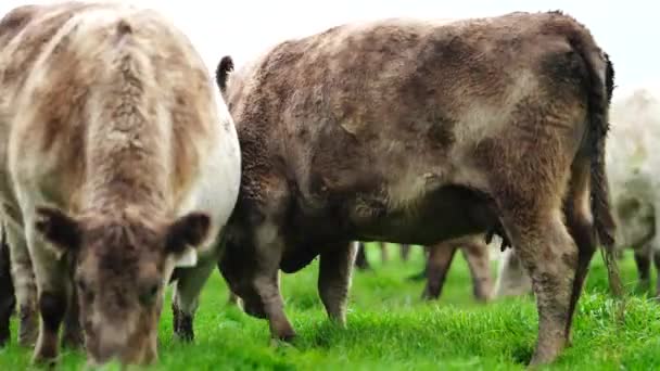 スタッド アンガス マレー グレイ 酪農牛 牛が畑の草や牧草地で放牧されています オーストラリアの農業農場で栽培されています — ストック動画