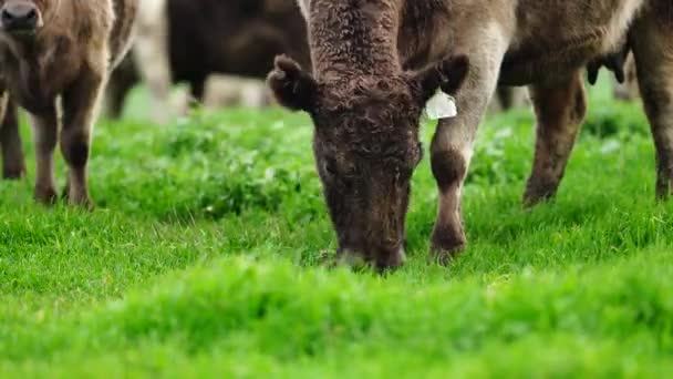 Stud Angus Wagyu Murray Szürke Tej Marhahús Tehenek Bikák Legelésznek — Stock videók