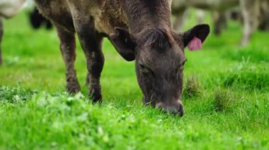 Aygır Angus, wagyu, Murray Grey, Süt ve sığır İnekleri ve bir tarlada otlayan boğalar. Avustralya 'da bir tarım çiftliğinde yetiştirilen hayvanlar organik ve serbest..