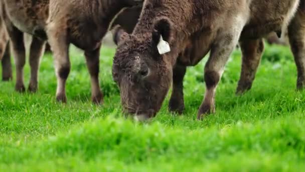 Stud Angus Wagyu Murray Grey Dairy Beef Koeien Stieren Grazen — Stockvideo